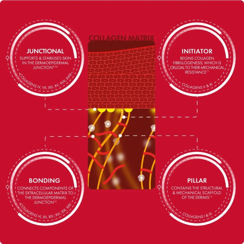 Koľko typov kolagénu existuje